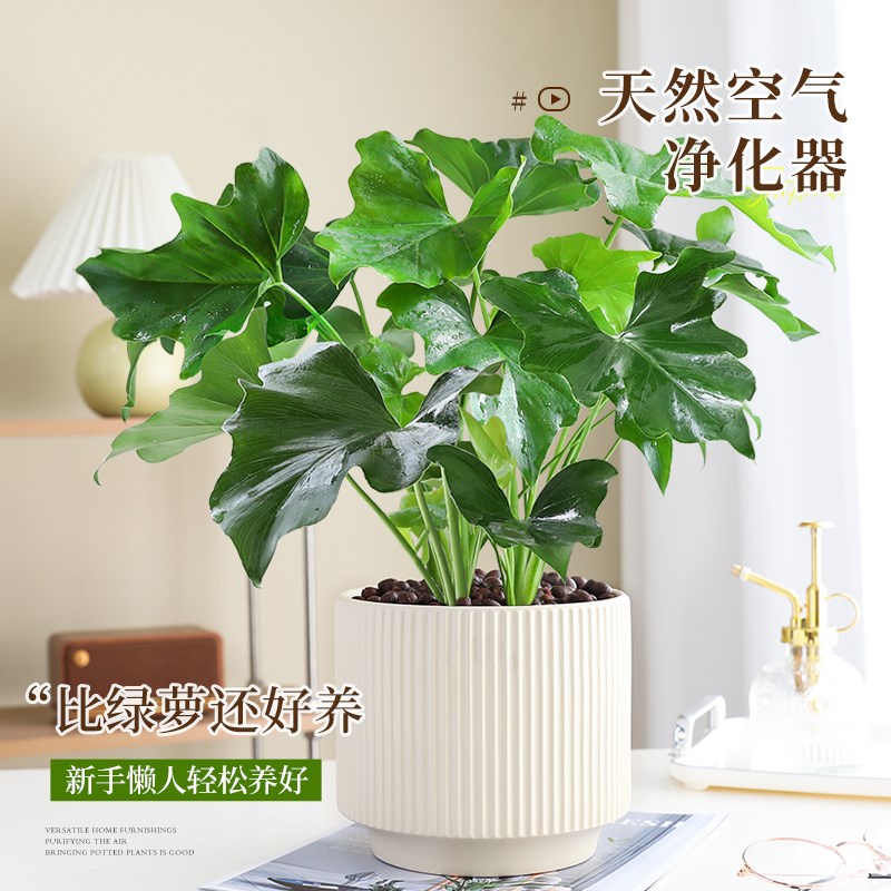 春羽水培植物客厅室内外常绿绿植龙鳞春羽盆栽花卉除气味好养易活