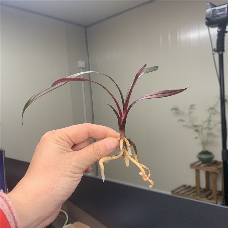 精品花苗建兰红草红荷四季兰网红草,鲜花速递/花卉仿真/绿植园艺,国兰/杂交兰/洋兰类,淘宝优惠券,粉丝福利购,淘宝优惠卷