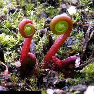 食虫植物叉叶茅膏菜大型巨型叶长可达50厘米新手推荐冷热不怕好养