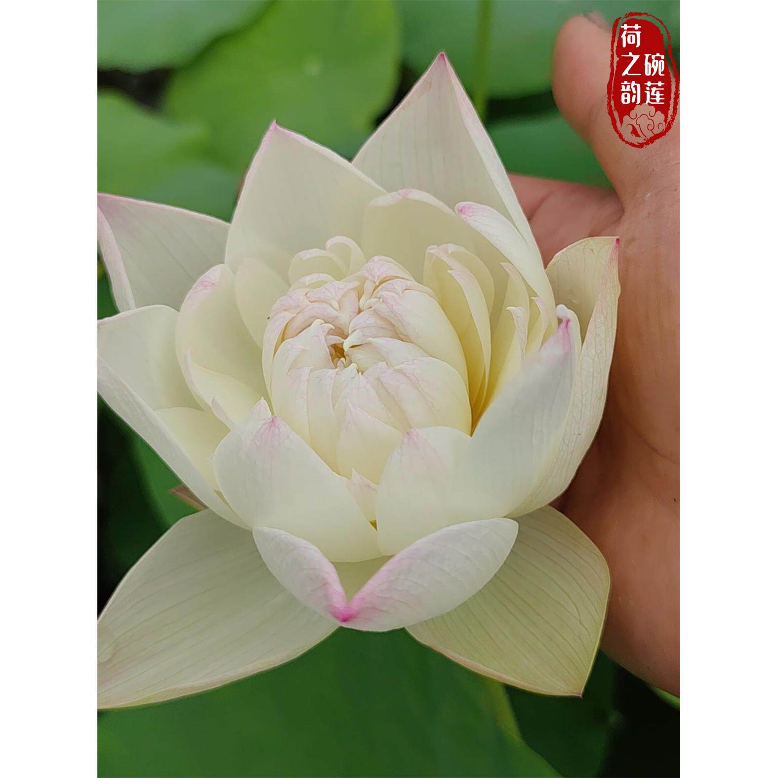 恋人大型观赏白色荷花碗莲种藕苗子室内阳台庭院鱼池水生植物花卉