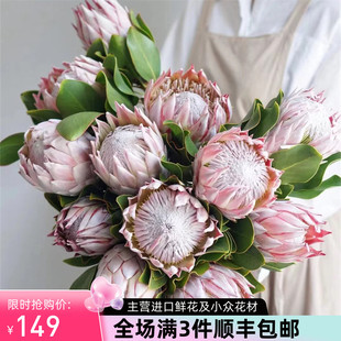 严选精品南非进口花材鲜花快递全国帝王花粉色帝王1支新品花期长