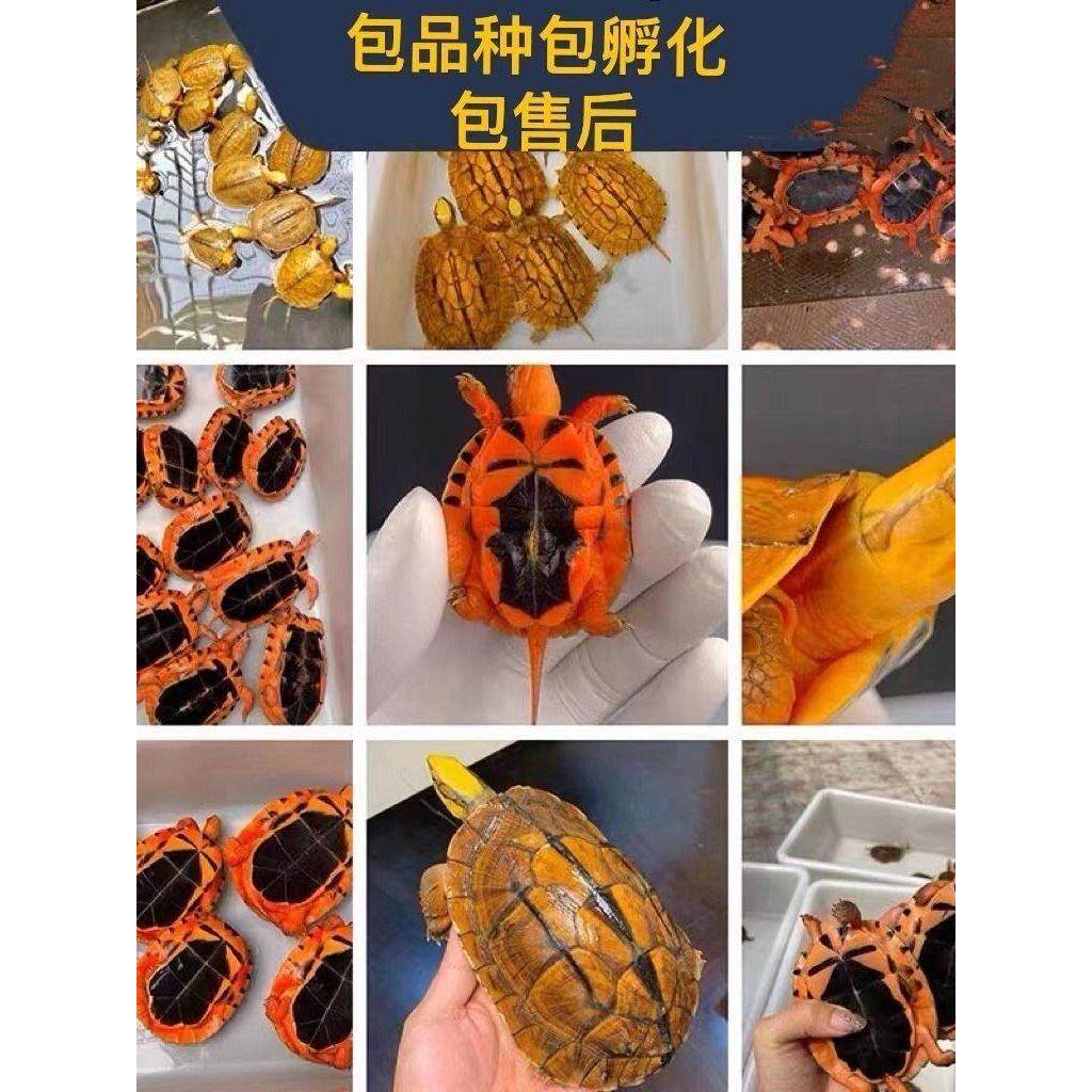 正宗海南龟蛋越南米底孵化龟蛋三线闭壳金钱孵化蛋招财宠物龟蛋