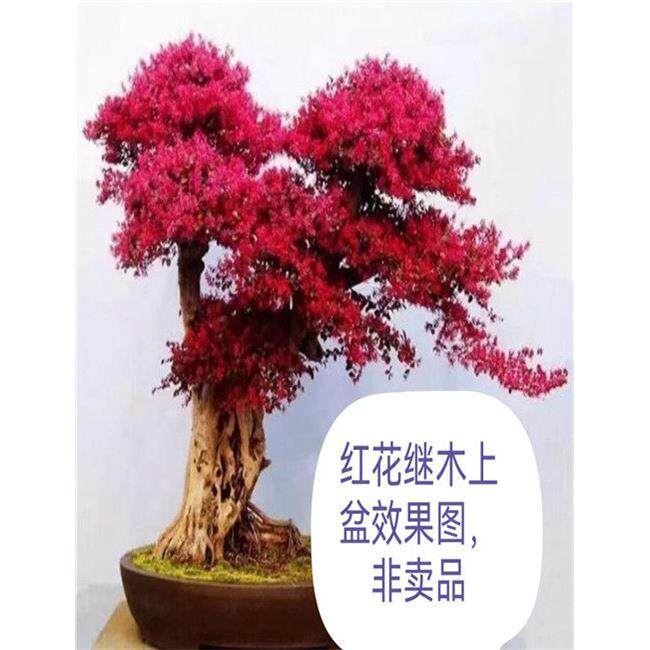 红花继木盆景盆栽原生红花继木满堂红盆景中国红红叶继木