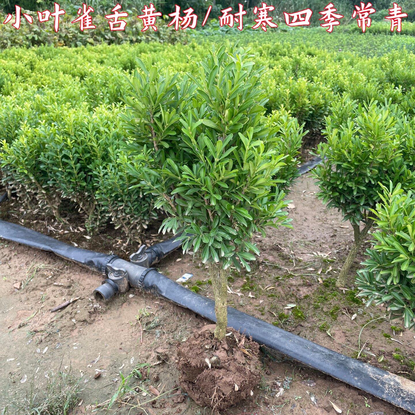 雀舌黄杨树苗独杆小叶黄杨盆栽植物冬青耐寒四季常青门前旺宅树