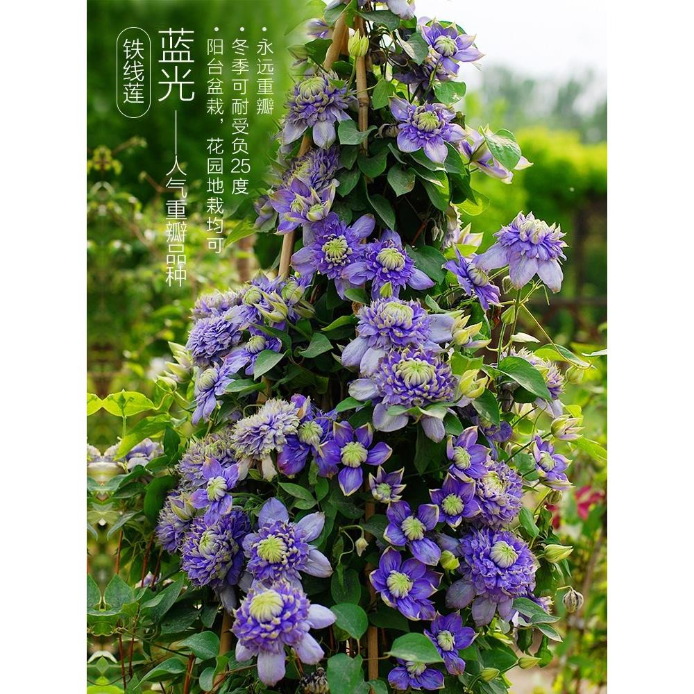 多年生重瓣大花铁线莲大苗盆栽进口藤蔓攀援花卉爬藤植物原盆发货