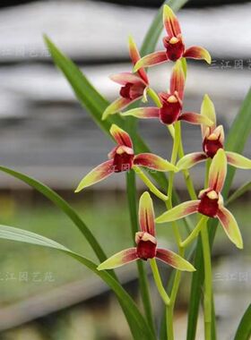 建兰大国魂墨宝兰花赤诚贵妃醉酒暮山紫名贵兰花室内客厅阳台花卉