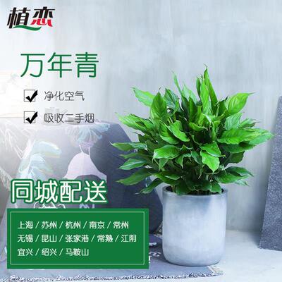 万年青 盆栽花卉室内植物盆栽 会议室办公室盆景四季常绿苏州上海
