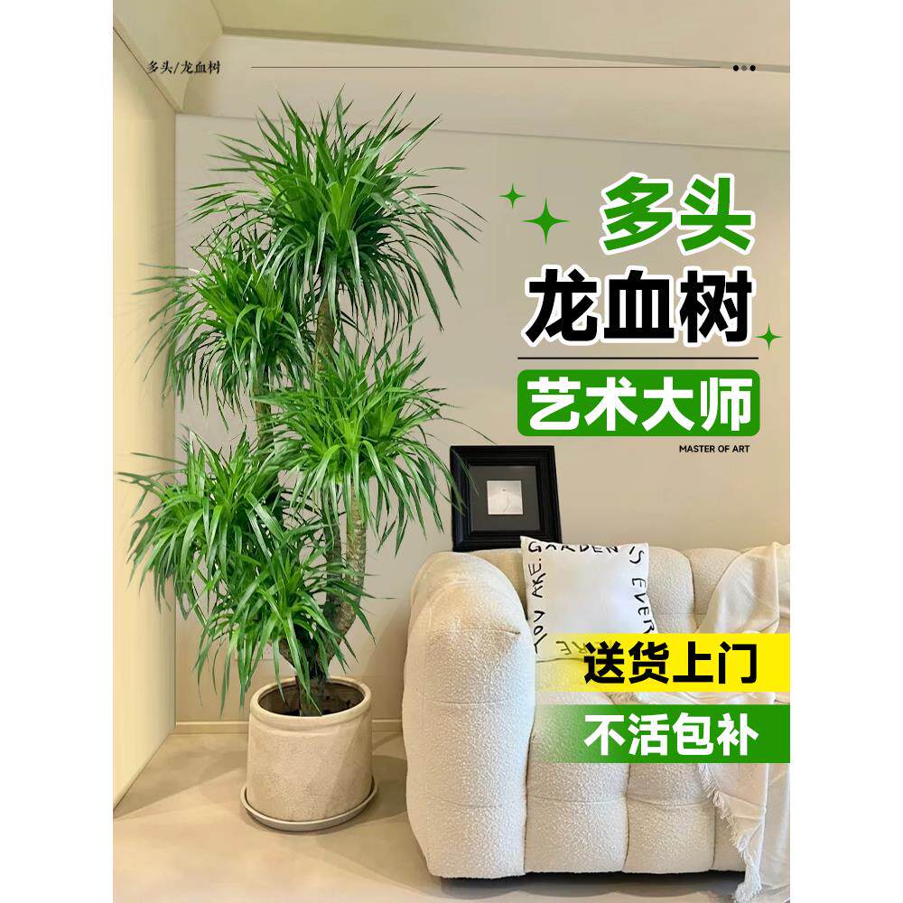 龙血树客厅绿植大型多头龙须树老桩盆栽真树大号室内盆景好养植物
