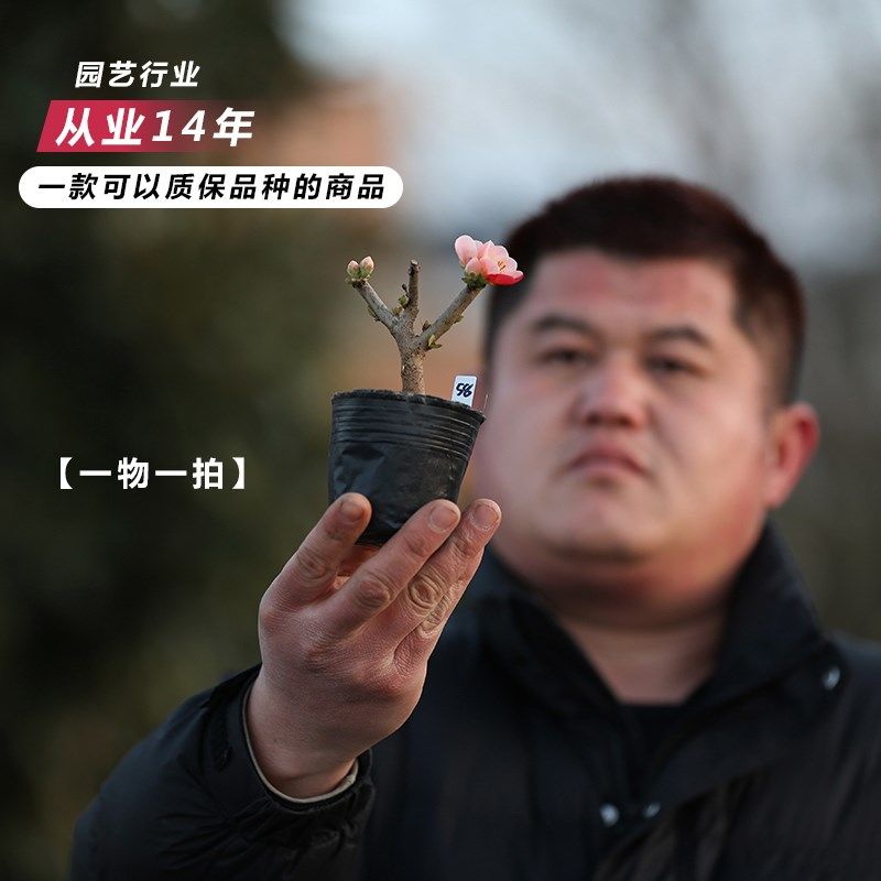 精品长寿宝海棠复色出锦长寿梅原生微型盆景苗带花苞小叶东阳锦