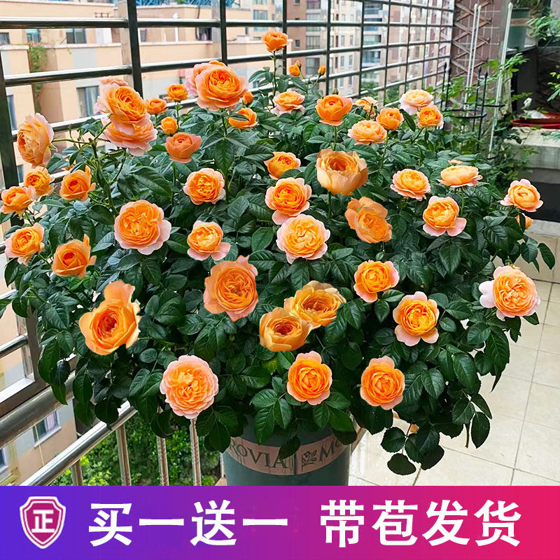 果汁阳台月季盆栽红果汁月季花大苗花苗玫瑰特大花庭院花卉植物,鲜花速递/花卉仿真/绿植园艺,月季/蔷薇/玫瑰,淘宝优惠券,粉丝福利购,淘宝优惠卷