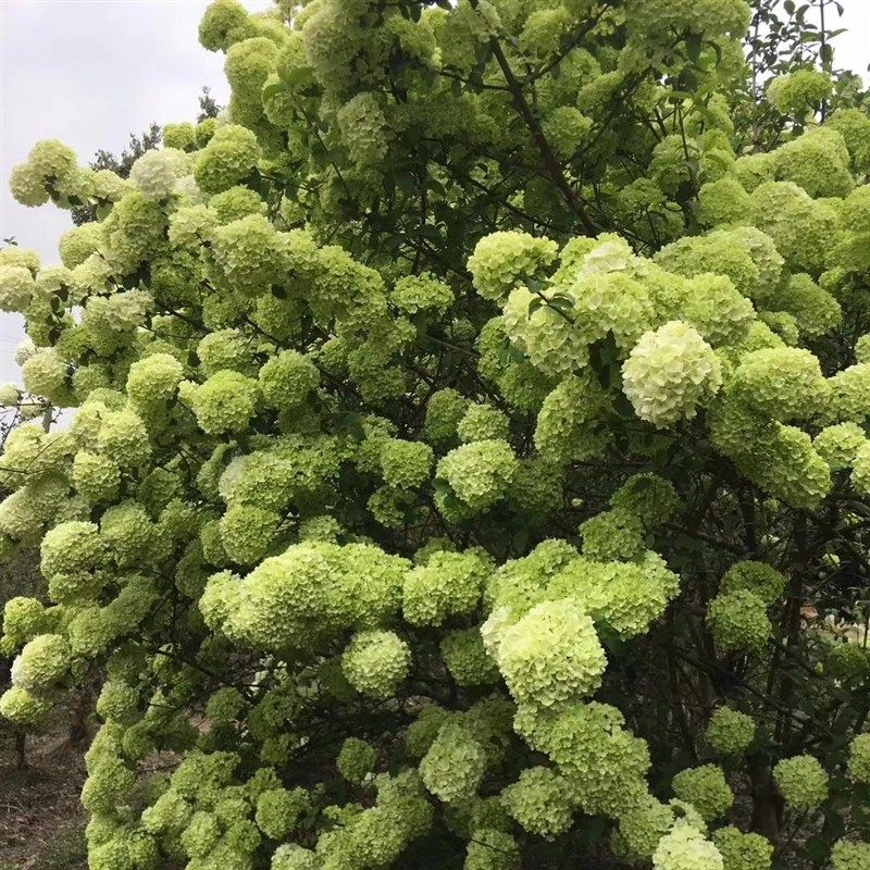 中华木绣球树苗大花斗球苗木本绣球树苗别墅庭院地栽盆栽绣球花苗,鲜花速递/花卉仿真/绿植园艺,绣球/木绣球/木本植物,淘宝优惠券,粉丝福利购,淘宝优惠卷