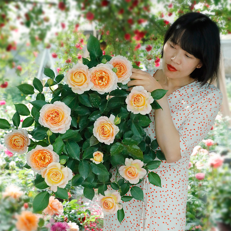 惠惠的花园大花切花月季焦糖古董大花分枝性好耐冲刷阳台庭院盆栽,鲜花速递/花卉仿真/绿植园艺,月季/蔷薇/玫瑰,淘宝优惠券,粉丝福利购,淘宝优惠卷