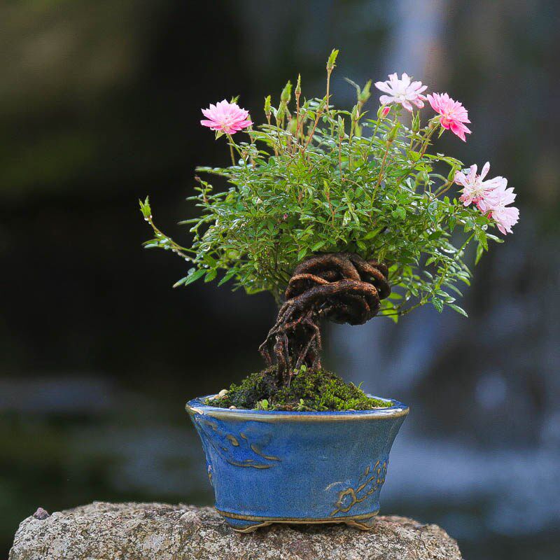 原生姬乙女月季带花苞迷你小花微盆景桌面四季循环开花精致小盆栽
