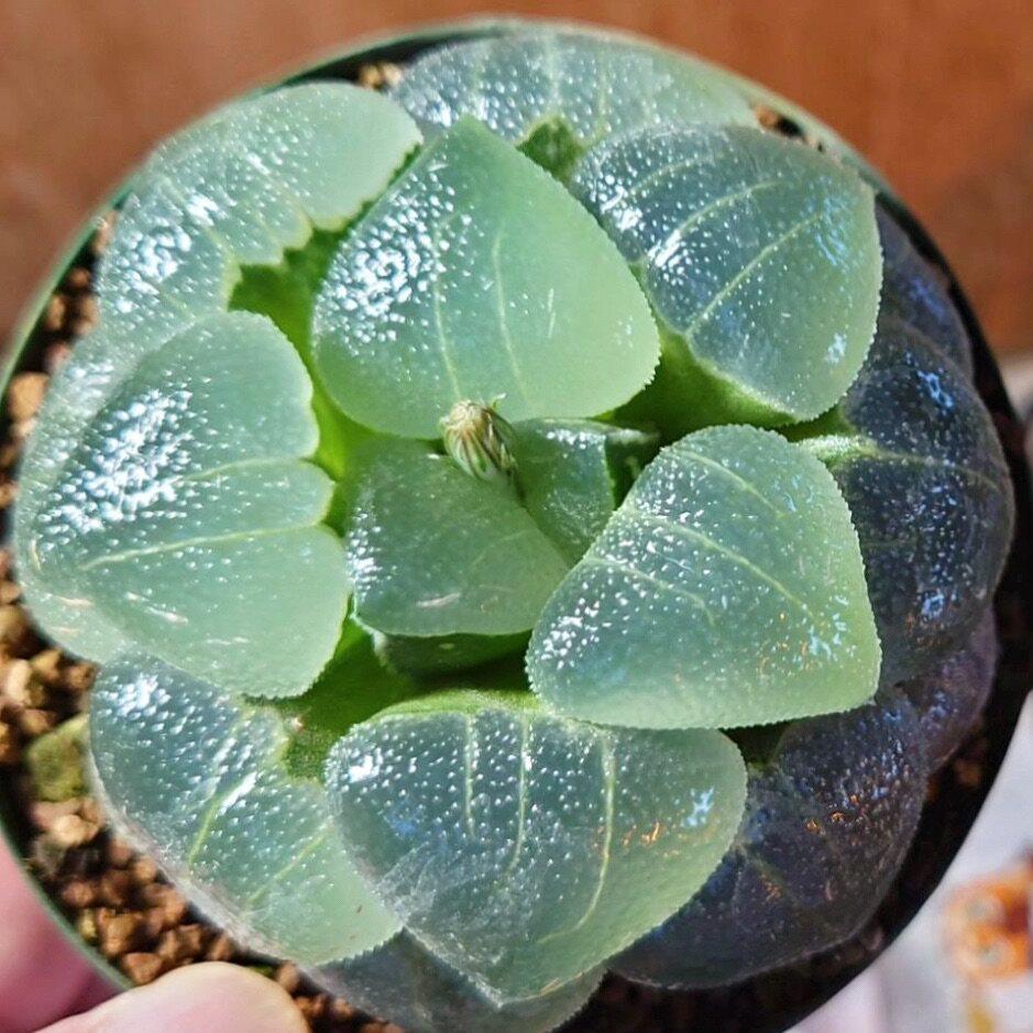 【顺丰】优选实生寿十二卷 实生选拔 玉露十二卷多肉植物一物一拍