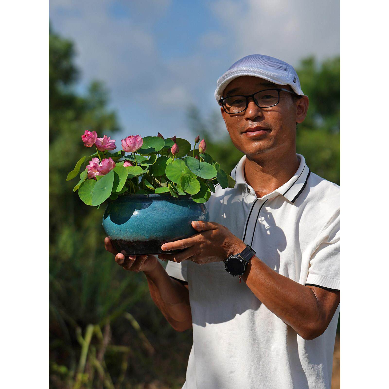新品【纤·云裳】周劲松盆栽阳露台微型碗莲荷花种藕苗根茎不带花