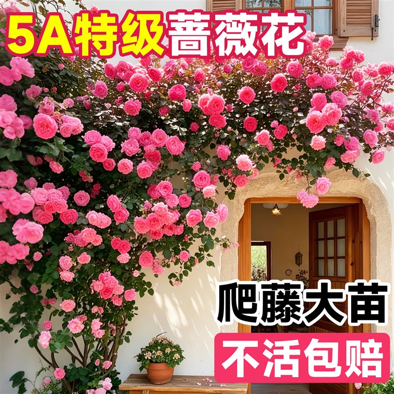 蔷薇花苗藤本月季爬藤四季开花爬墙植物庭院树苗盆栽花卉大全鲜花图片