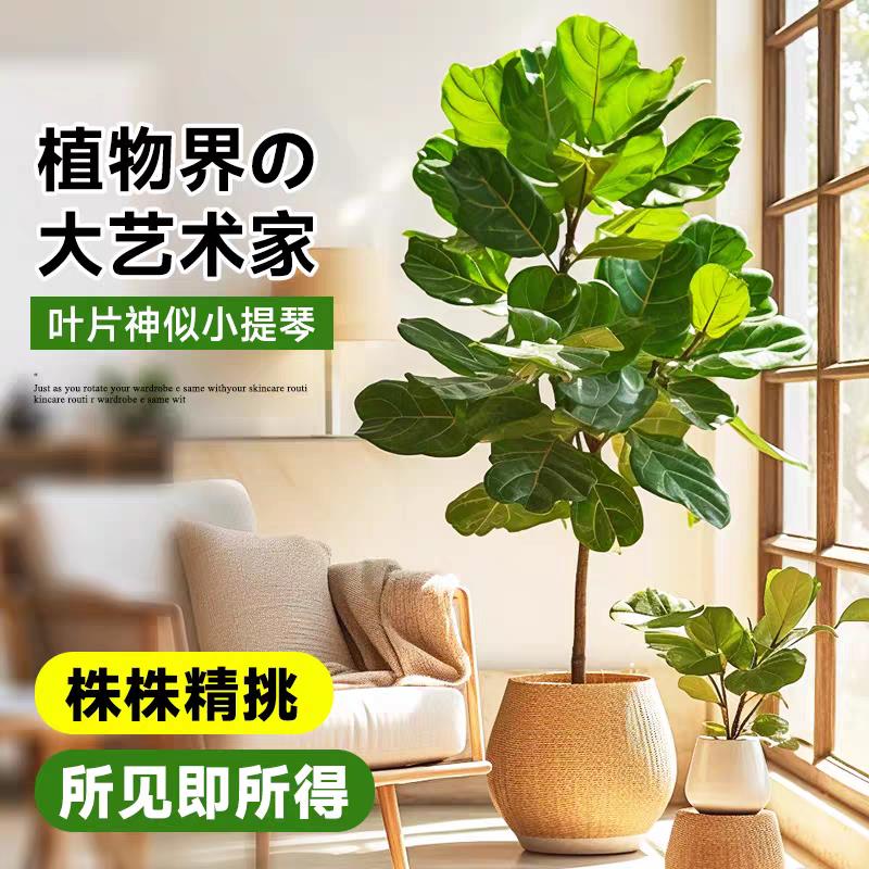 琴叶榕绿植盆栽室内大叶植物棒棒糖老桩树苗客厅造型盆景净化空气