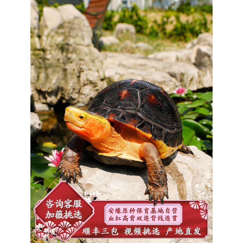 黄缘龟幼龟苗闭壳龟皖南安缘龟台缘黄缘盒龟活体金钱龟箱陆地龟粮