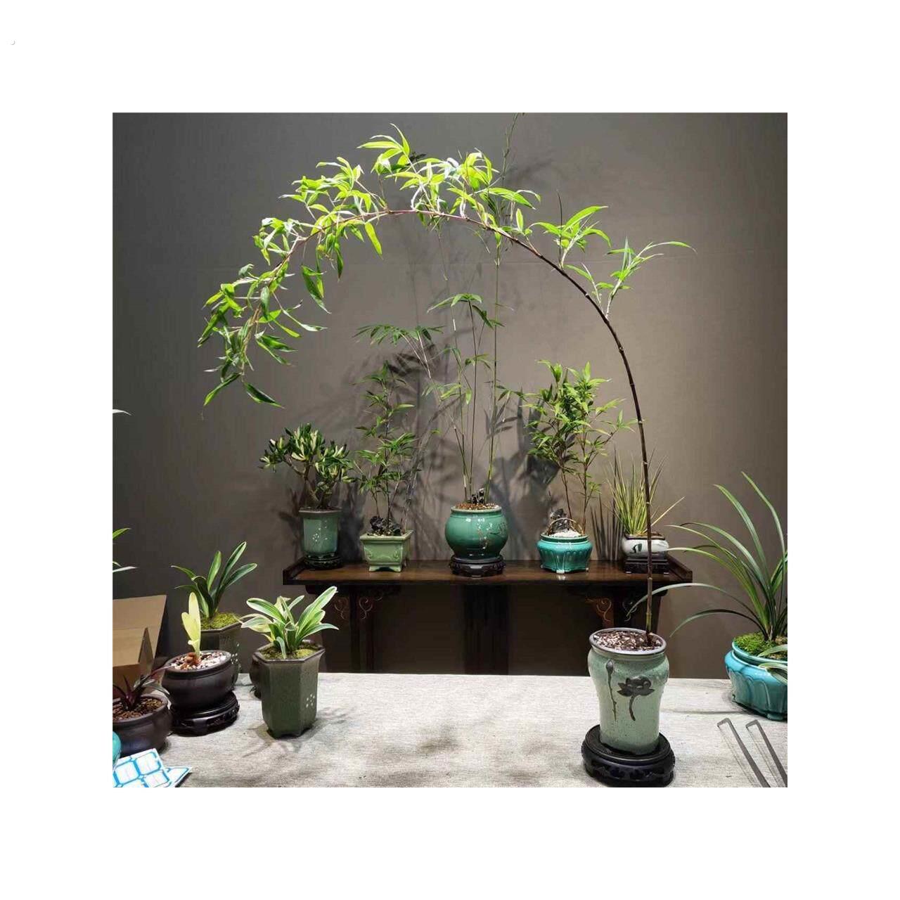 小叶簕竹室内盆栽飘支紫寒竹盆景庭院桌面绿植微盆景竹苗观赏竹厂