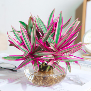 水培植物紫露兰盆栽油画吊兰花卉室内桌面四季好养净化空气绿植