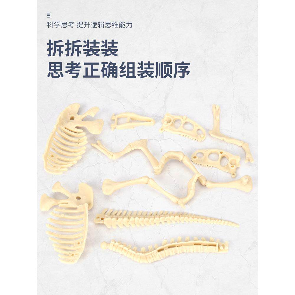 考古霸王龙化石挖掘拼架搭骨品茶几摆件模恐龙彷真型牙齿OUOETY头