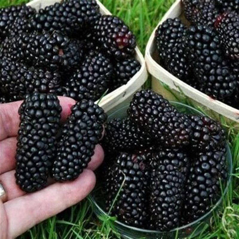 桑葚树苗无籽十大嫁接四季盆栽大叶桑树苗南北方种植地栽当年结果