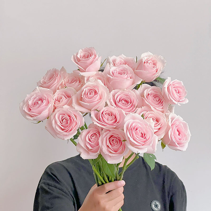 花瓣紧实质感一绝粉色粉红雪山玫瑰鲜花云南直发插花水养节日送花