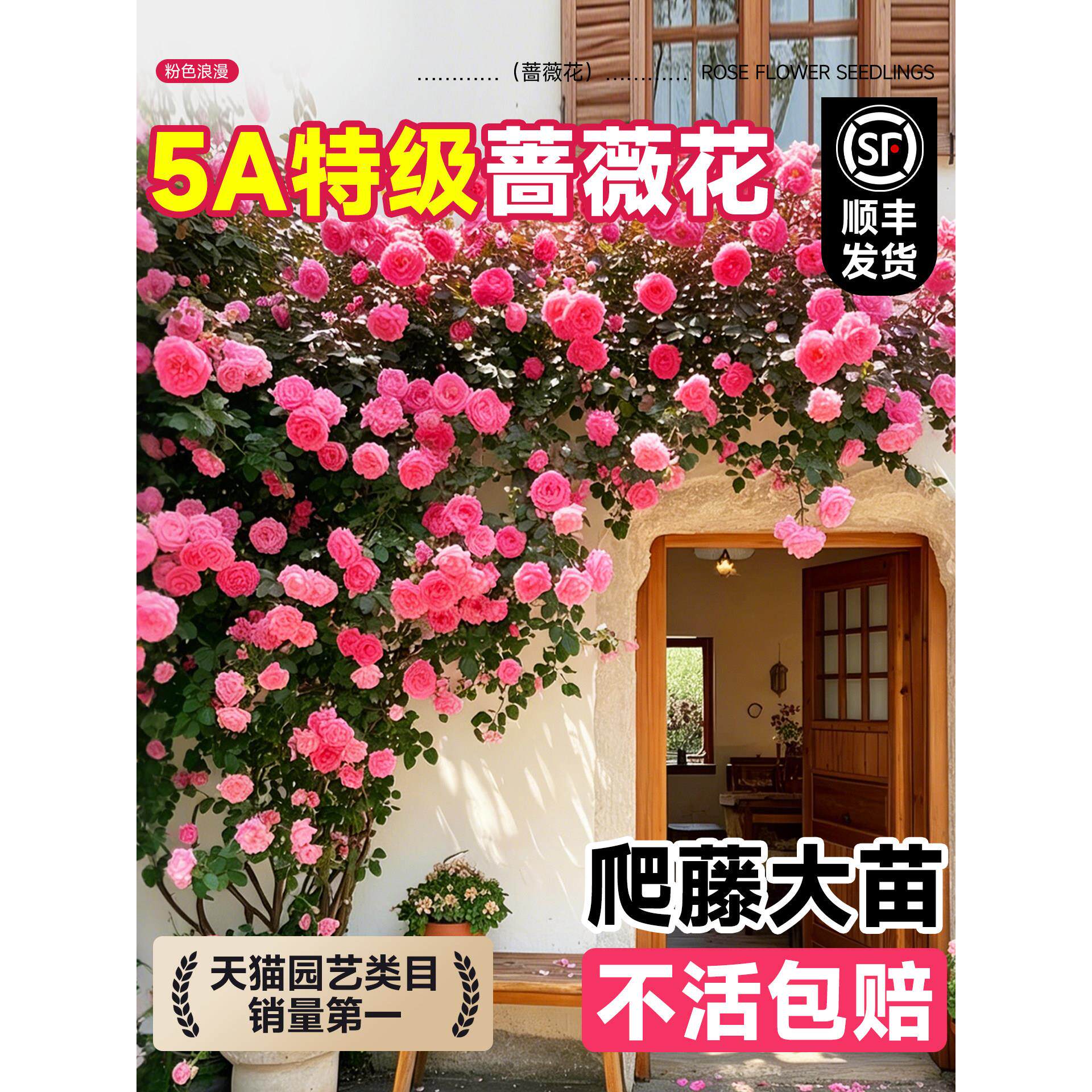 蔷薇花苗藤本月季爬藤四季开花爬墙植物庭院树苗盆栽花卉大全鲜花