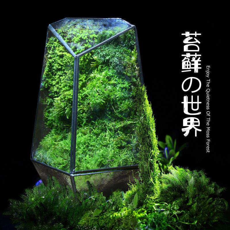 【国外景观】苔藓植物微缩森林雨林缸玻璃生态瓶景观礼品送领导