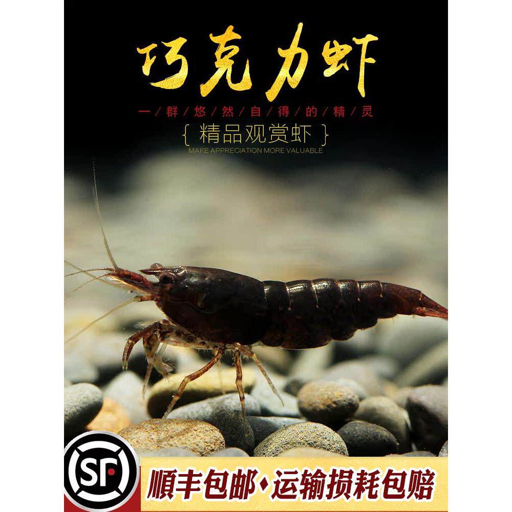 巧克力虾米水族小型淡水观赏虾鱼缸宠物虾工具朱古力冷水米虾活体