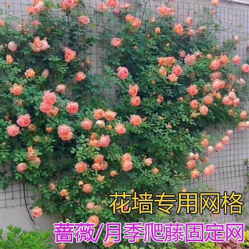 爬藤铁丝网花架月季蔷薇植物墙架爬藤专用钢丝网花墙牵引架爬藤架