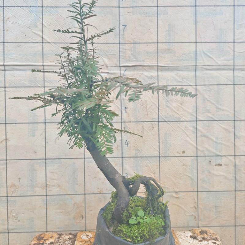 红豆杉老桩造型盆景绿化苗木其他好栽活净化空气一物一拍按图发货