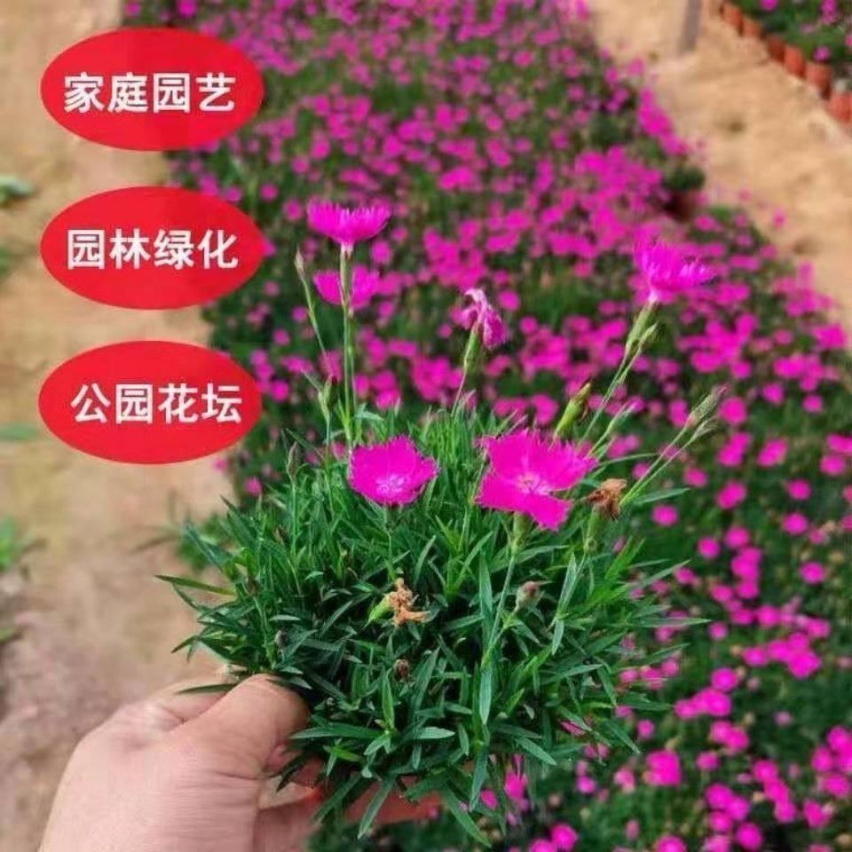 热销欧石竹花苗开花草坪耐寒耐旱庭院工程绿化四季常绿多年生宿根