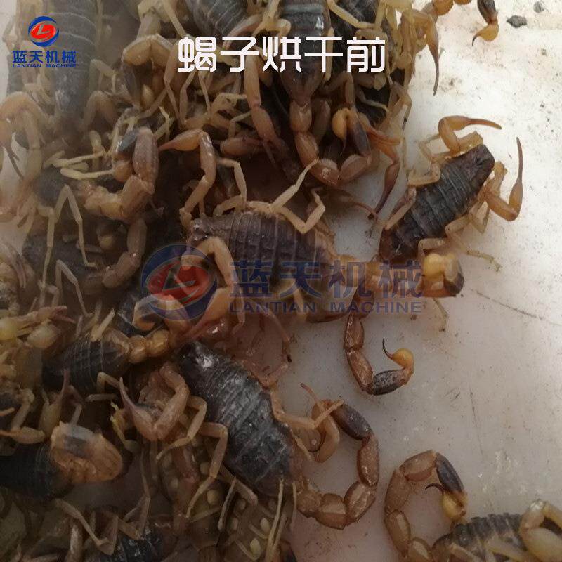 蝎NAI子烘干机  大型昆虫子干燥水机空气能热泵蝎驱虫蛭蜈蚣烘干