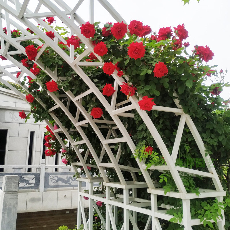 小女孩爬藤月季母本大苗庭院多季蔷薇花苗藤本大花玫瑰地栽爬墙花,鲜花速递/花卉仿真/绿植园艺,月季/蔷薇/玫瑰,淘宝优惠券,粉丝福利购,淘宝优惠卷