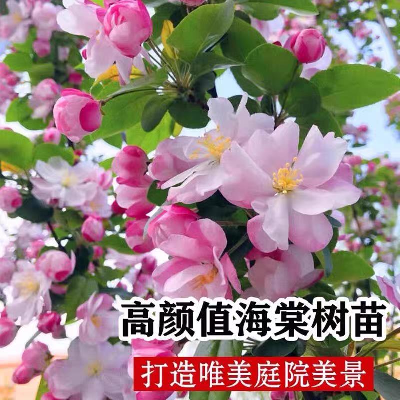 西府海棠树苗庭院地栽大果四季耐寒开花耐寒植物南北种植盆栽花卉