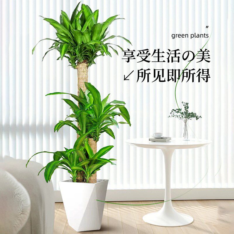 巴西木盆栽步步高幸运木客厅办公室内大型吸甲醛净化空气落地绿植