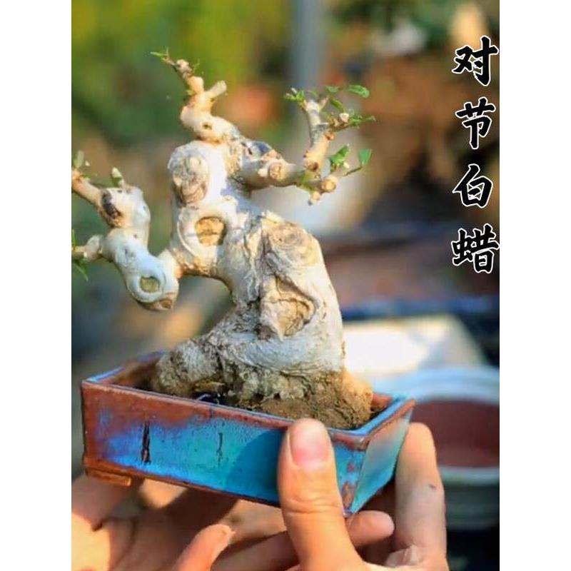 精品对节白蜡老桩矮霸造型盆景小品微型盆栽树桩熟桩茶桌室内植物