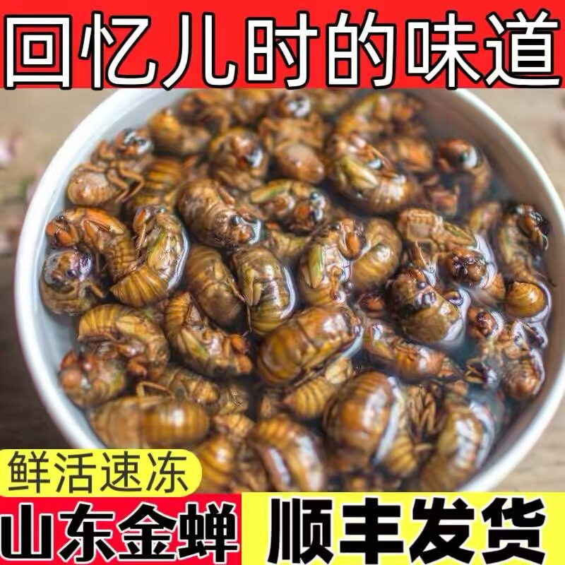 2026山东杜仲金蝉知了猴新鲜速冻金蝉油炸煎烤鲜活高蛋白知了顺丰