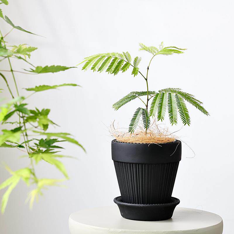 北欧水泥花盆帝罗马黑色兰花植物陶土蝴蝶兰盆栽套盆盆景透气花盆