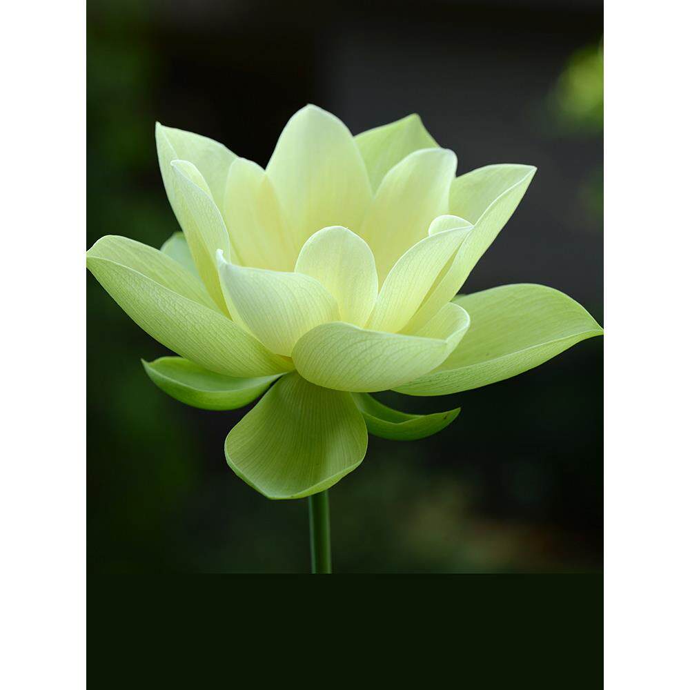 【金陵凝翠】碗莲乌托邦 - 中大型 盆栽池栽庭院水生观赏荷花种藕