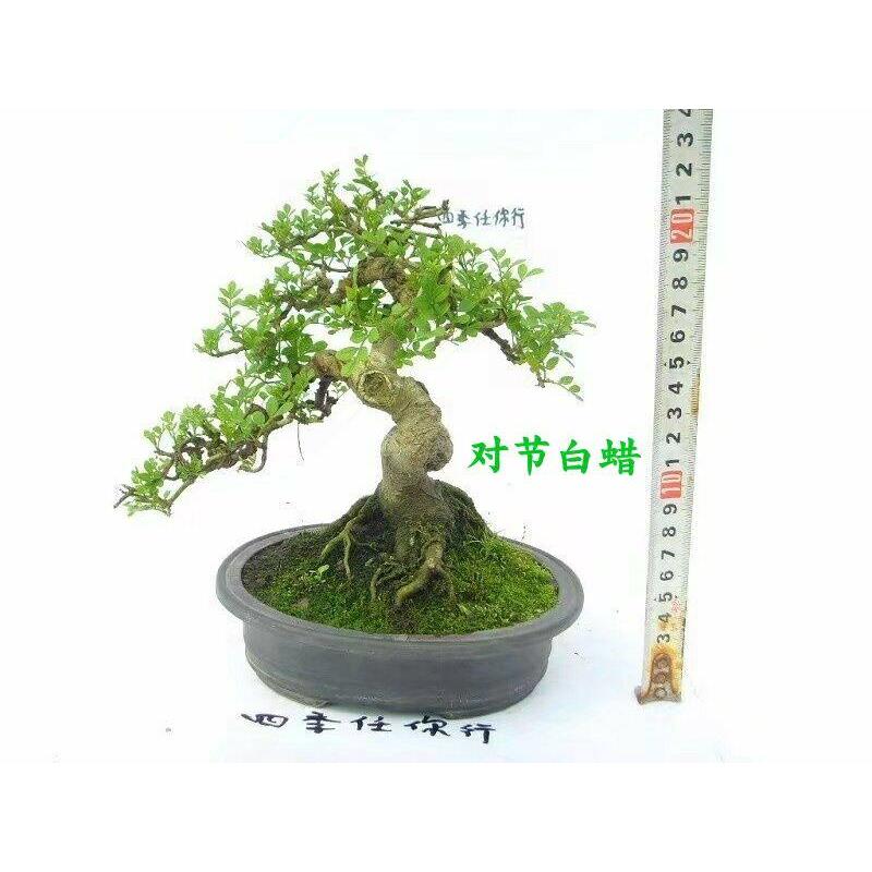 16年老店微型小树桩造型盆景附抱石对节白蜡矮霸悬崖拇指一物一拍