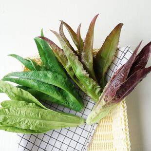 仿真蔬果模型 西芹菠菜油麦菜假蔬菜 装饰用仿真生菜叶