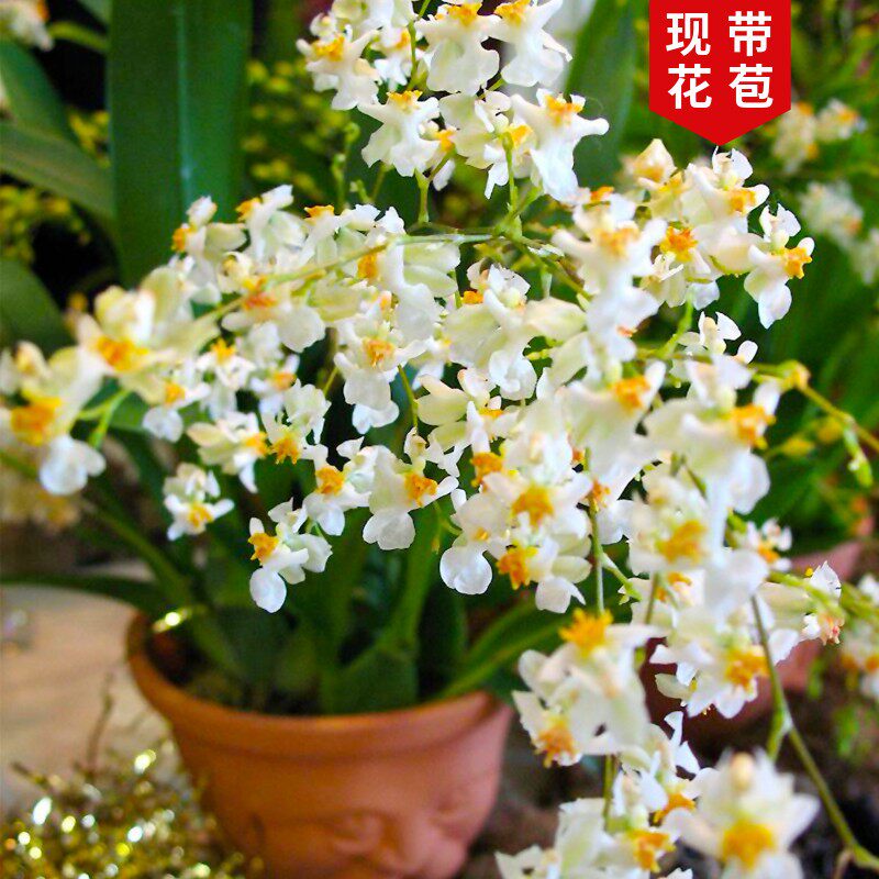 艾莹兰花苗 文心兰跳舞兰梦香 现带多花苞出售浓香好养室内花卉