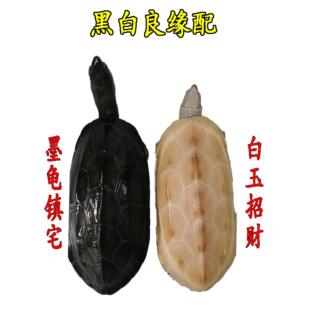中华墨龟白玉龟黑白配白色乌龟白化金银活体全黑宠物龟情侣招财龟