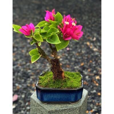 精品塔紫小桃红小老桩三角梅盆景小茶宠摆件