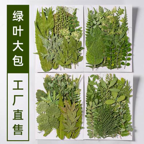 真树叶植物标本干花压花 幼儿园贴画手工滴胶DIY写真贴脸押花