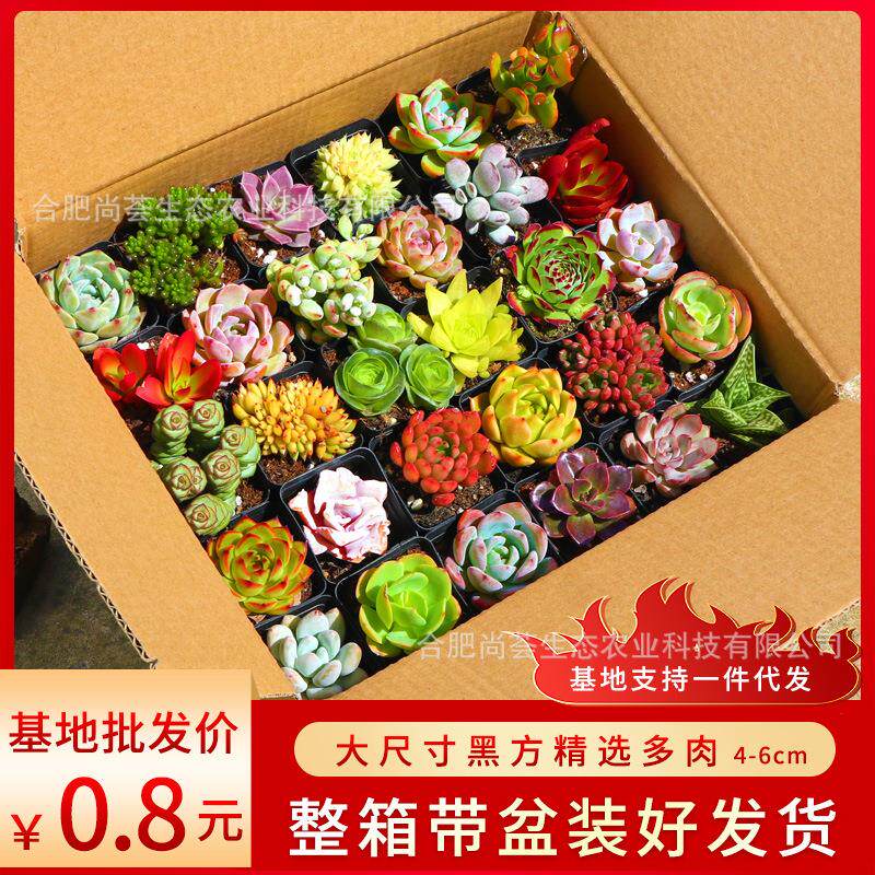 多肉多肉植物带盆多肉盆栽带盆阳台多肉植物套餐拼装大颗