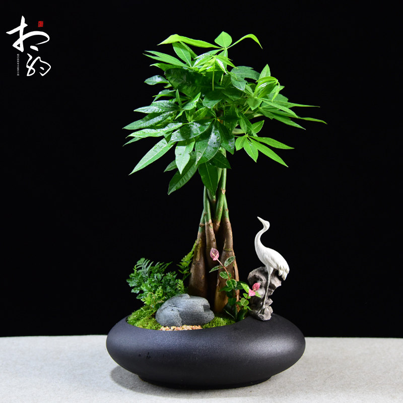 发财树盆栽植物客厅室内桌面办公桌小盆景招财绿植四季常青好养活