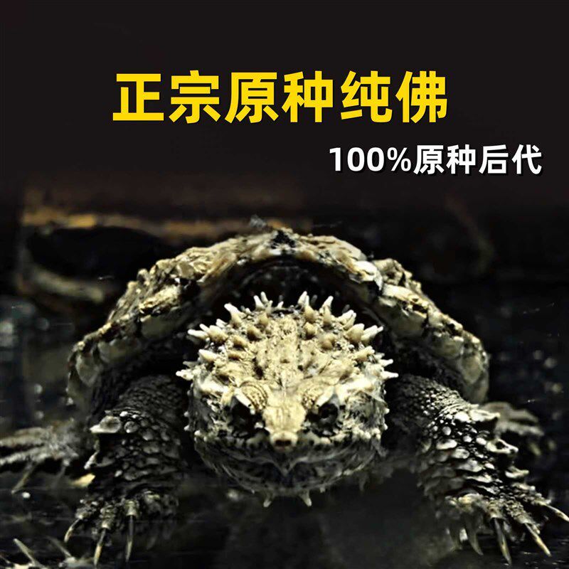 正宗野后原种纯佛鳄龟爆刺鳄鱼龟纯佛鳄龟幼苗活物北美小乌龟活体